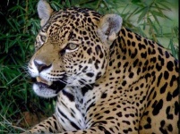 image of jaguar_car