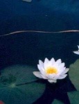 image of water_lilly