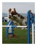 image of welsh_springer_spaniel #13