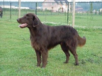 image of flat_coated_retriever