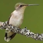 image of bird