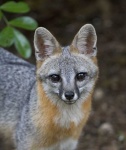 image of grey_fox