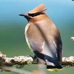 image of bird