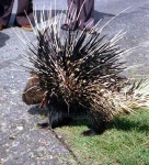 image of porcupine