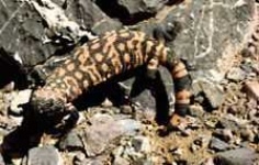 image of gila_monster