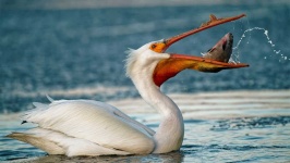 image of animal