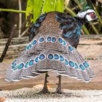 image of bird
