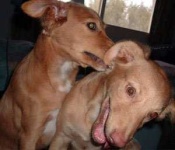 image of rhodesian_ridgeback