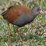 image of bird