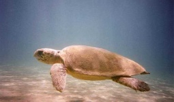 image of loggerhead