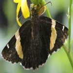 image of banded_butterfly #42