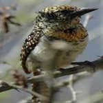 image of bird