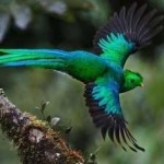image of bird