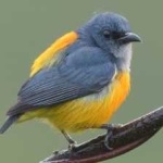 image of bird
