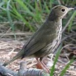 image of bird