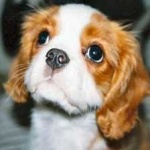 image of animal