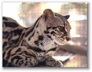 image of animal