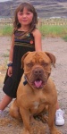 image of bull_mastiff