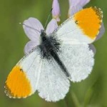 image of animal