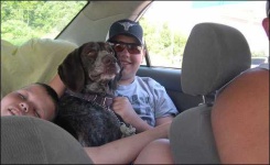 image of german_short_haired_pointer