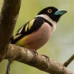 image of bird