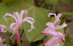 image of flower