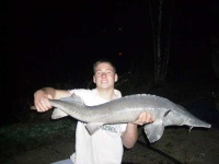 image of sturgeon
