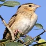 image of bird