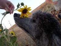 image of standard_poodle