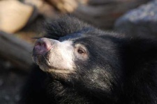 image of sloth_bear #5