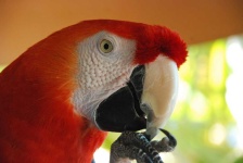 image of parrot