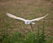 image of animal
