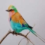 image of bird