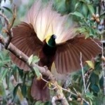 image of bird