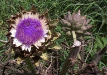 image of artichoke_flower #41