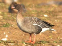image of goose