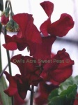 image of flower