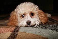 image of miniature_poodle