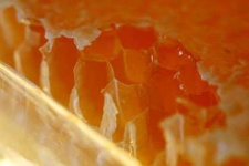image of honeycomb