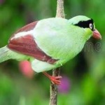 image of bird
