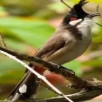 image of bird