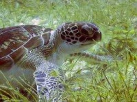 image of animal