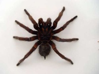 image of tarantula #3