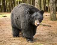 image of animal