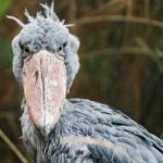 image of bird