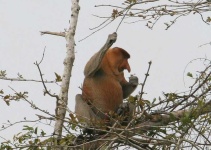 image of proboscis_monkey