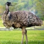 image of emu #33