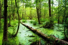 image of swamp