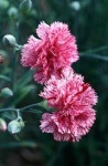 image of flower