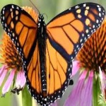 image of monarch #28